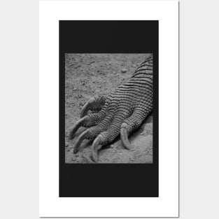 Komodo Dragon Posters and Art